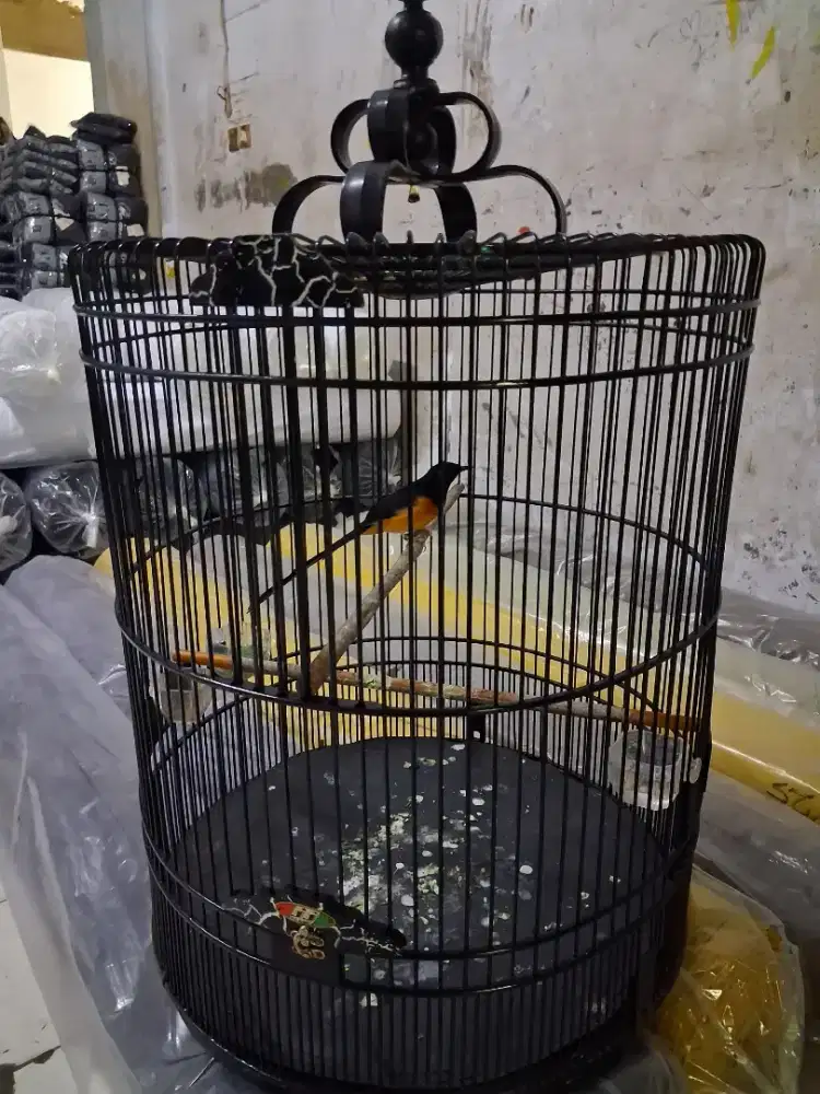 Jual burung murai pastol fs