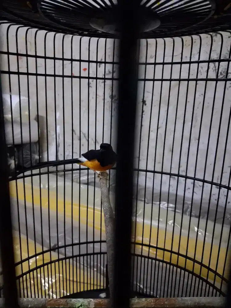 Jual burung murai pastol fullset