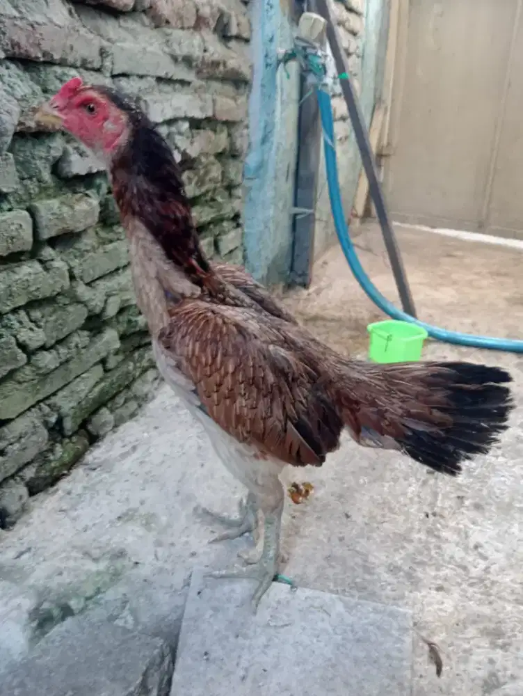 Ayam Betina Bangkok Silangan mangon