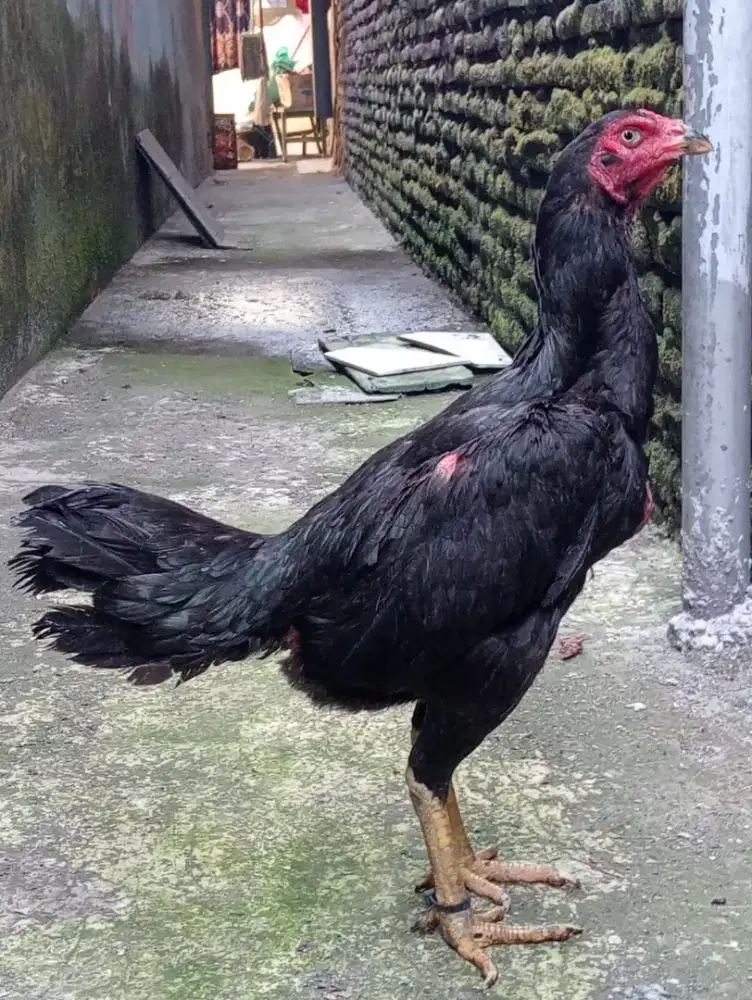 Ayam Bangkok postur bsar pkul keras