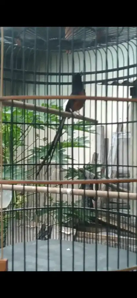 murai mesan super