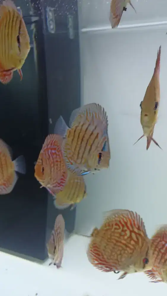 Ikan hias aquarium akuarium aquascape discus diskus tiger mozaic 2,5in