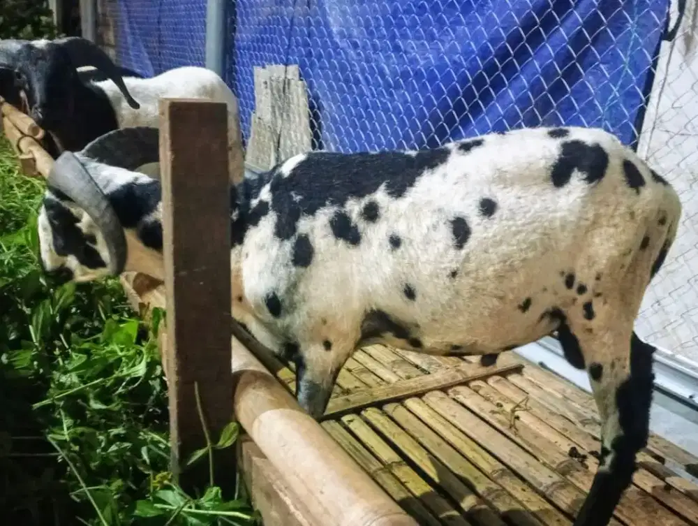 Domba qurban Padasuka