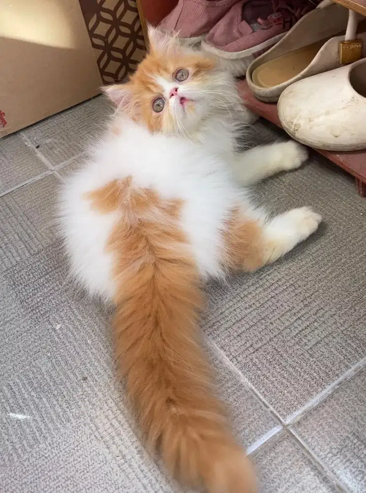 KITTEN PERSIAN PEAKNOSE LONGHAIR BULH KAPAS