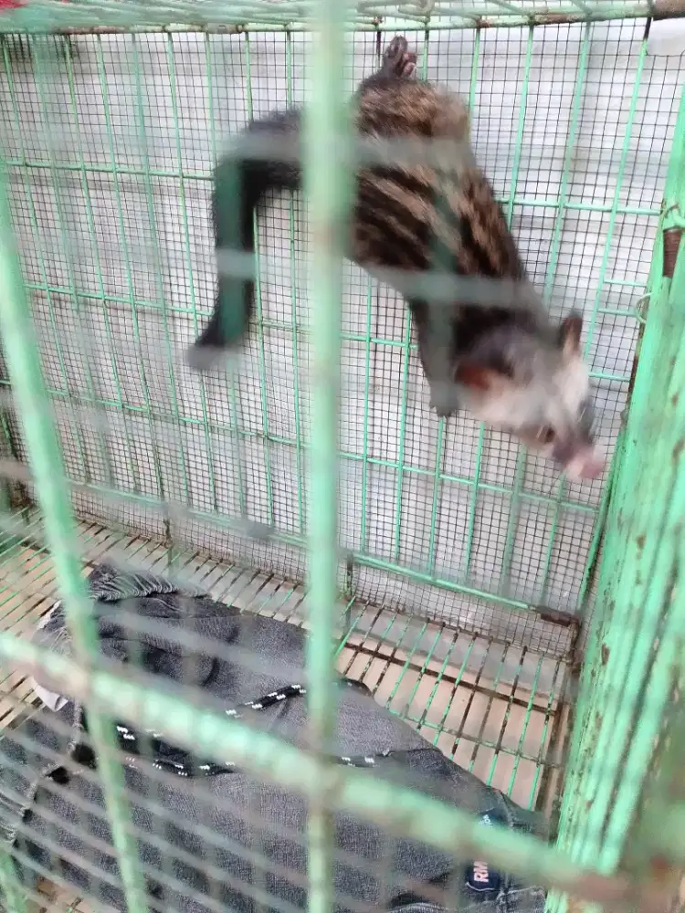 Jual anakan musang pandan