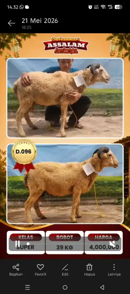 sapi domba bandung