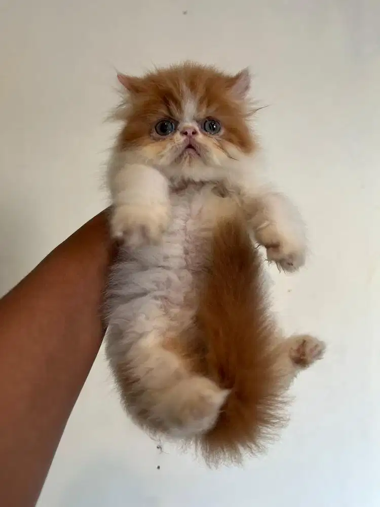KITTEN PERSIAN PEAKNOSE LONGHAIR BULU KAPAS