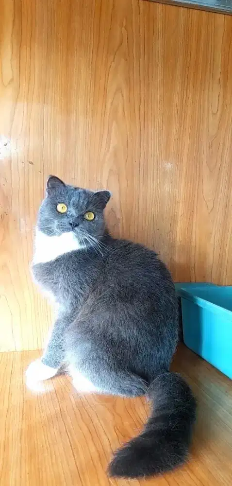 Scottish fold Betina Birahi