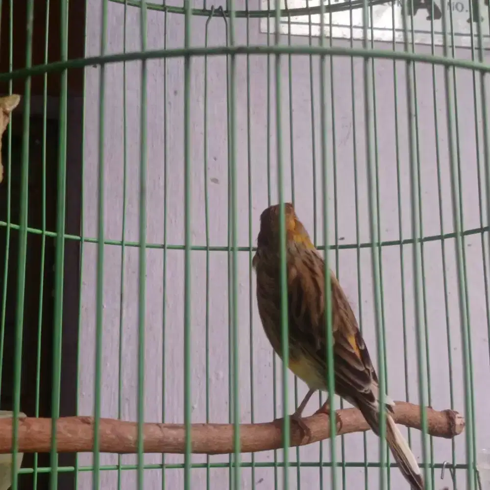 Burung Kenari AF sepasang