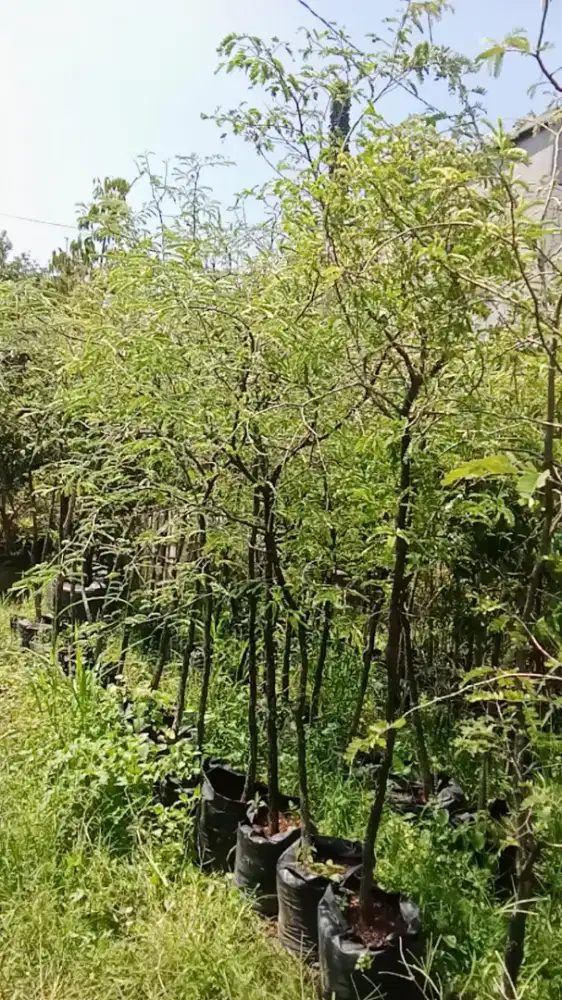Tanamahias asem jawa