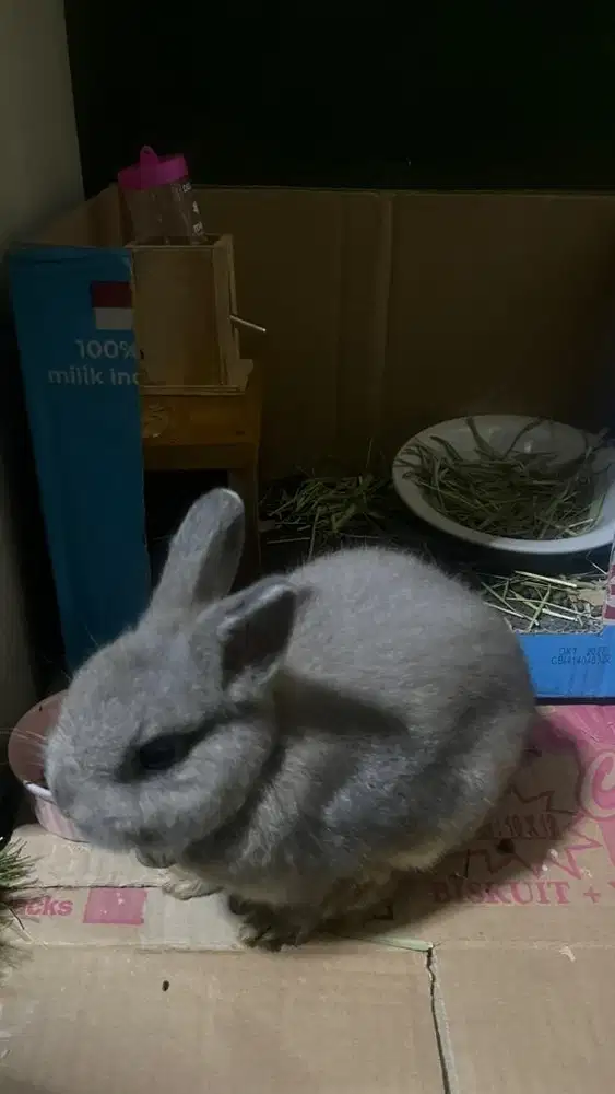 kelinci netherland dwarf