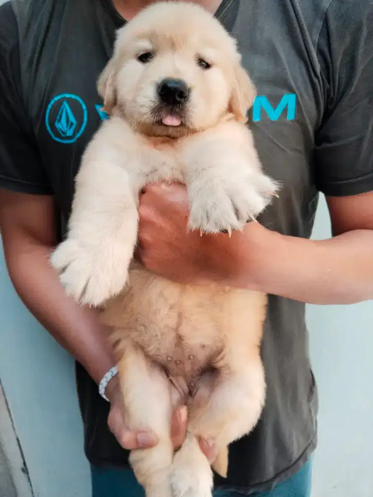Jual Golden Retriever Puppy