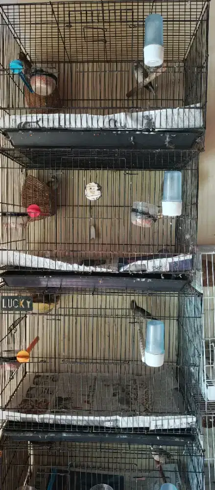 Burung Blacktrout pasangan