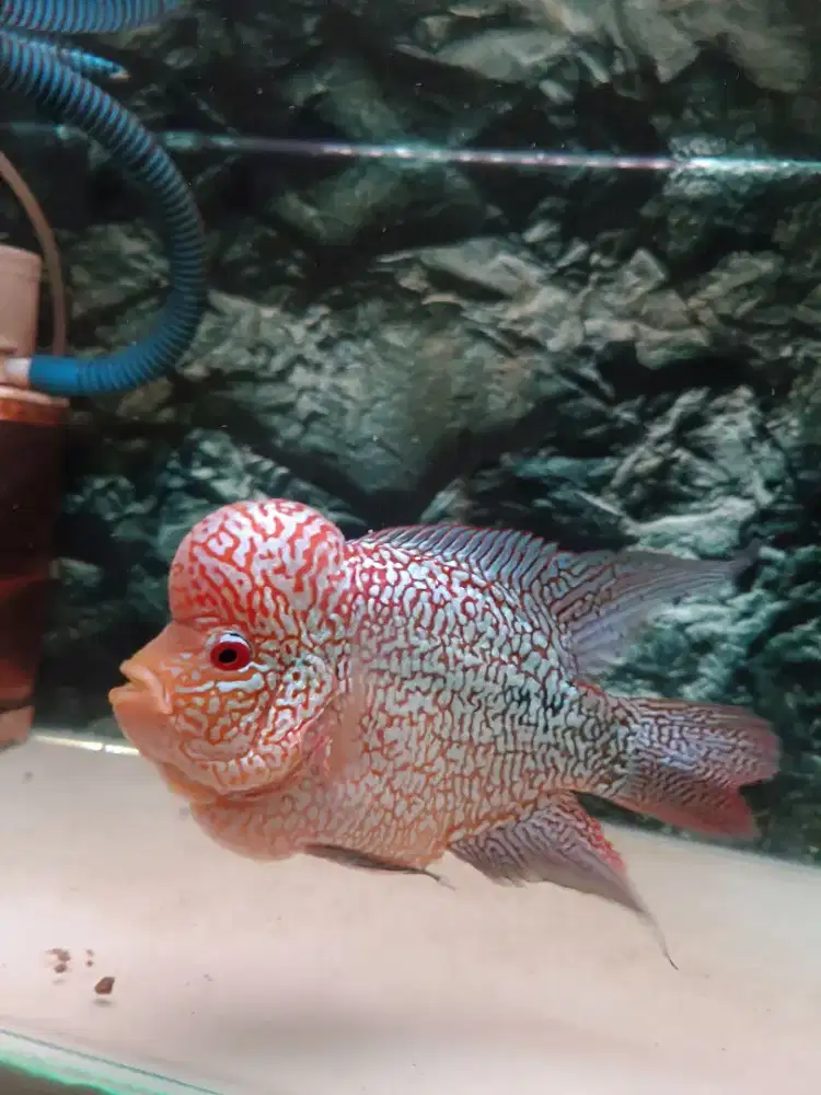 Louhan Cencu Full Mutiara 5 Jari