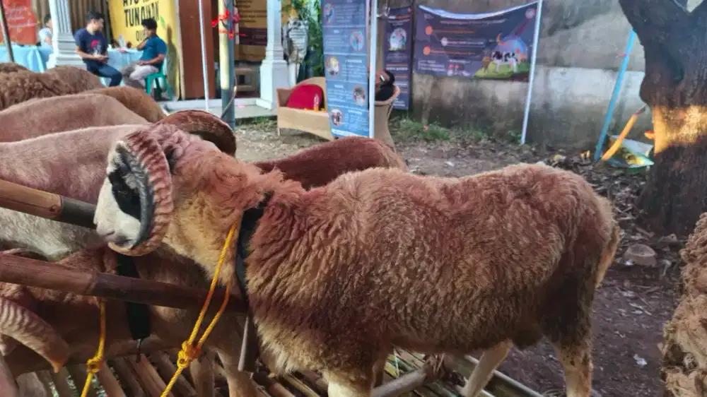 JUAL HEWAN QURBAN SAPI & DOMBA GANTENG