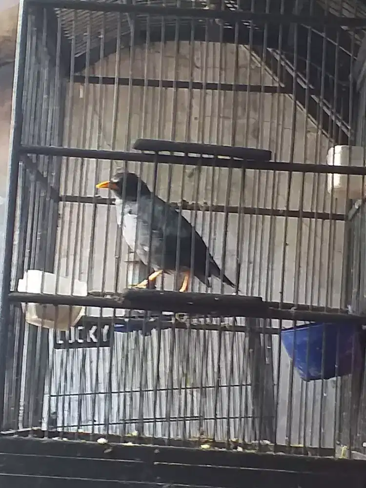 Jalak hutam bunyi baceprot