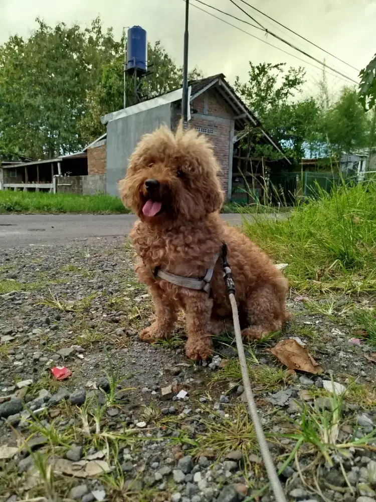 Poodle betina stb