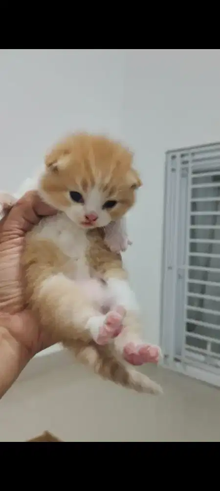 BSH Red Tabby Jantan 2,5 bulan