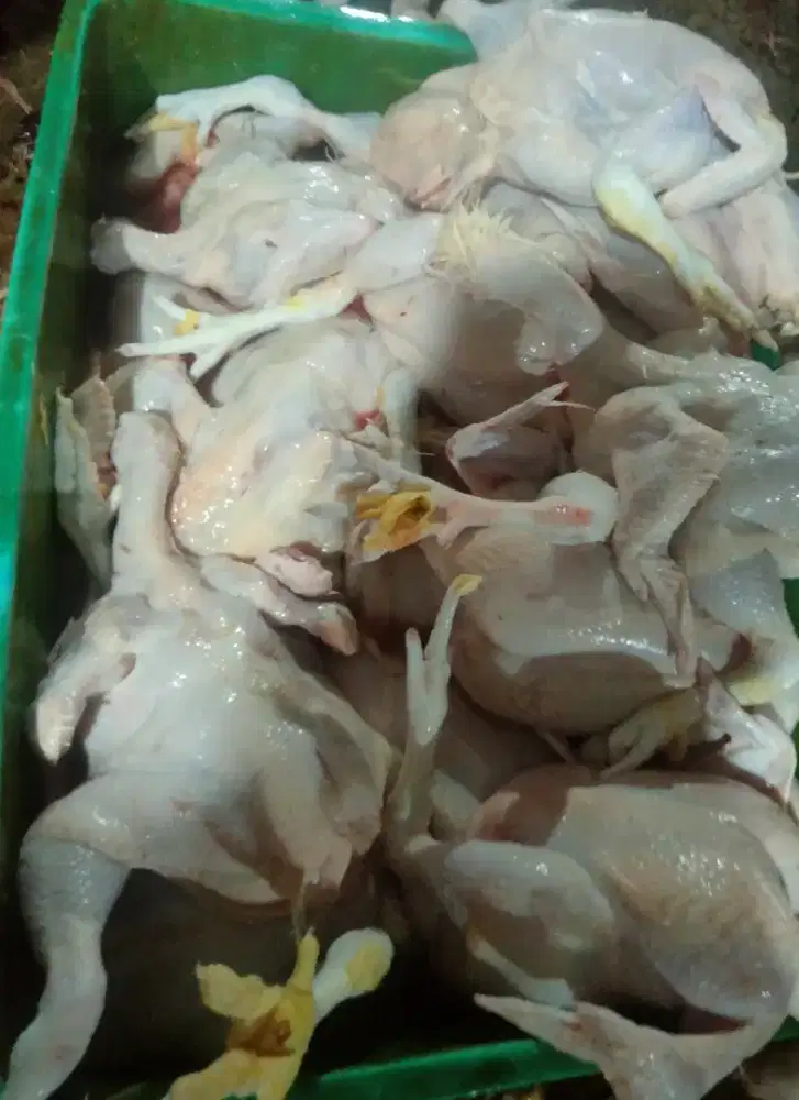 Ayam potong fresh