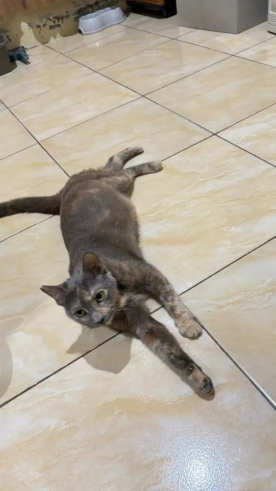 Kucing Betina Bulu Abu