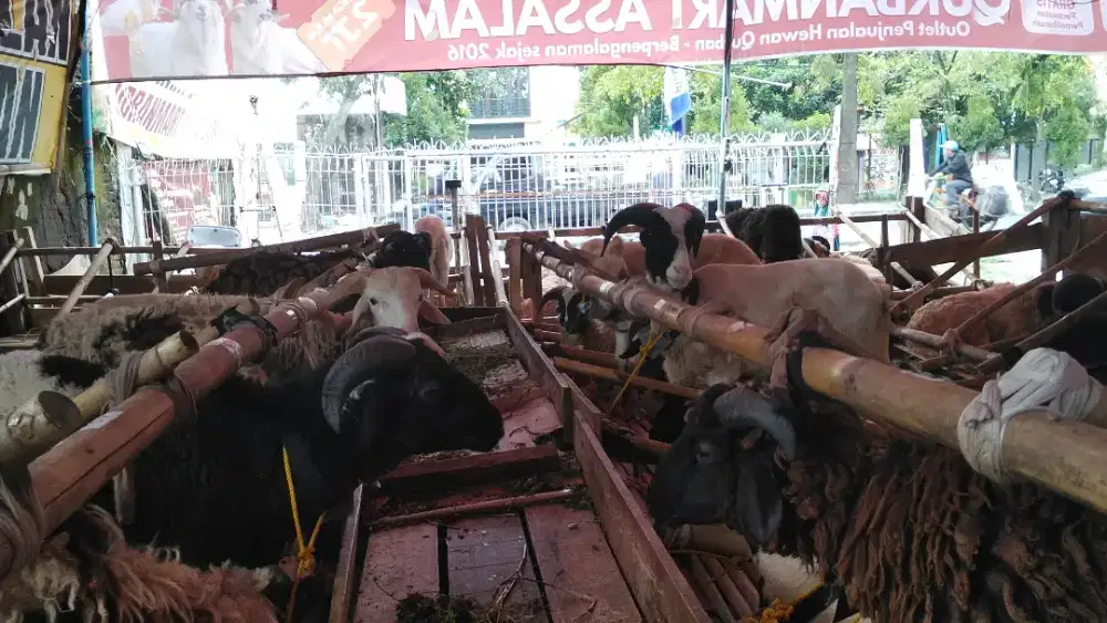 PROMO DOMBA QURBAN MURAH BERKUALITAS