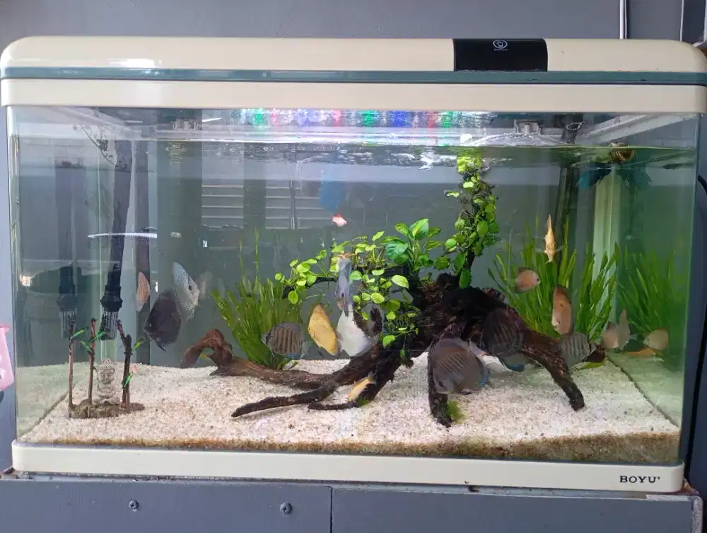 Aquarium BOYU 78x36 Besar Masih Bagus BISA NEGO