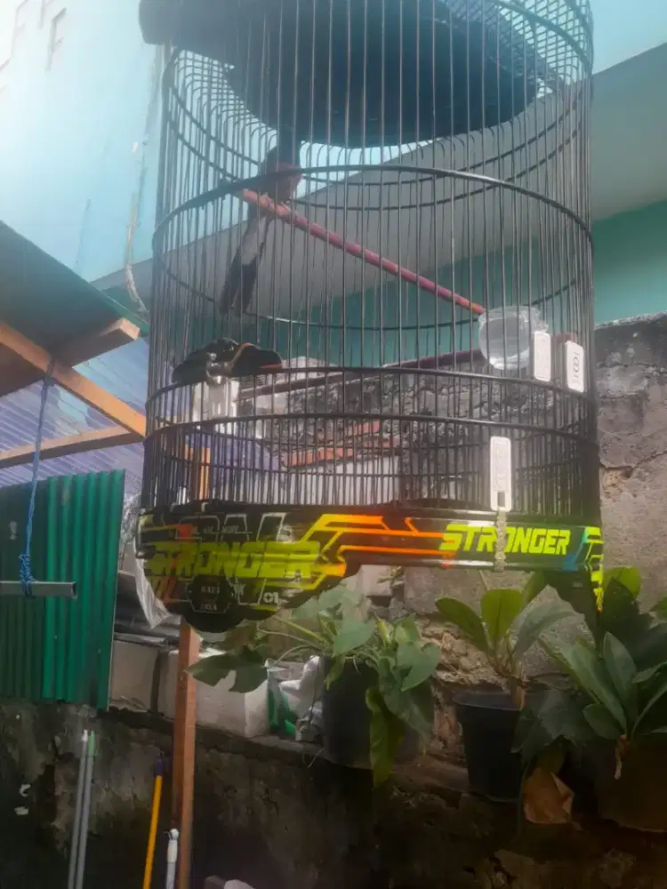 Burung murai batu
