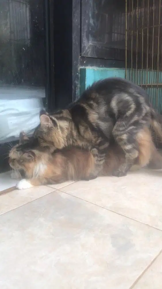 Jasa pacak kucing mainecoon
