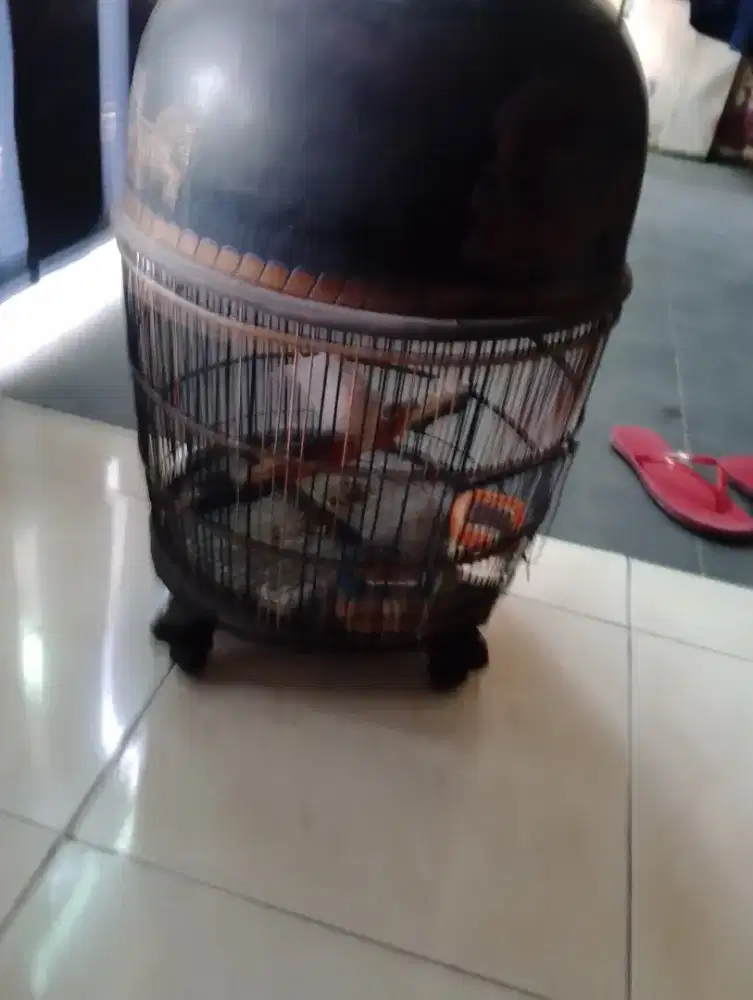 BURUNG PERKUTUT PUTIH KATURANGGAN NARAYA ( Sujud trs)