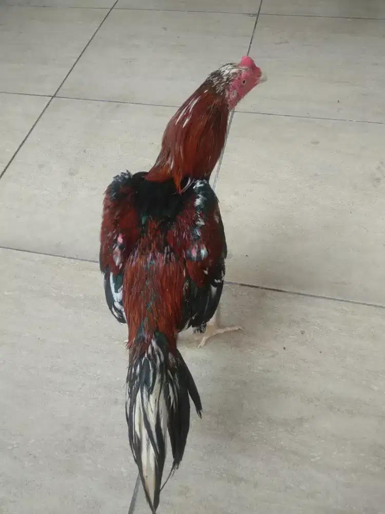 Jual ayam jago Bangkok usia 1 THN lebih
