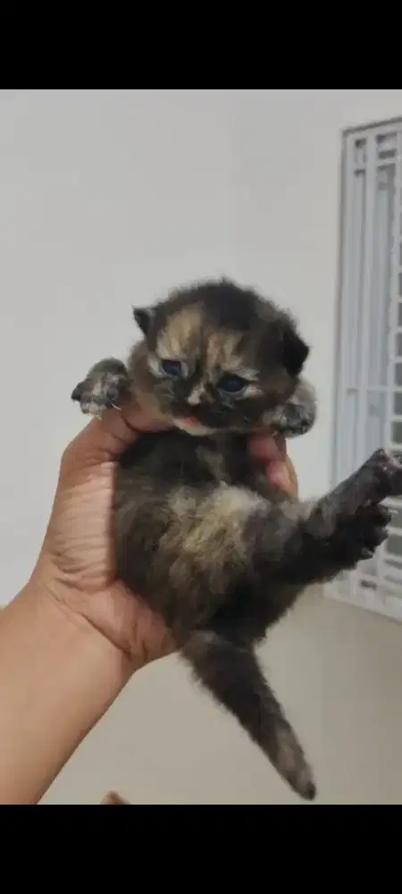 BSH Kitten 2 bulan