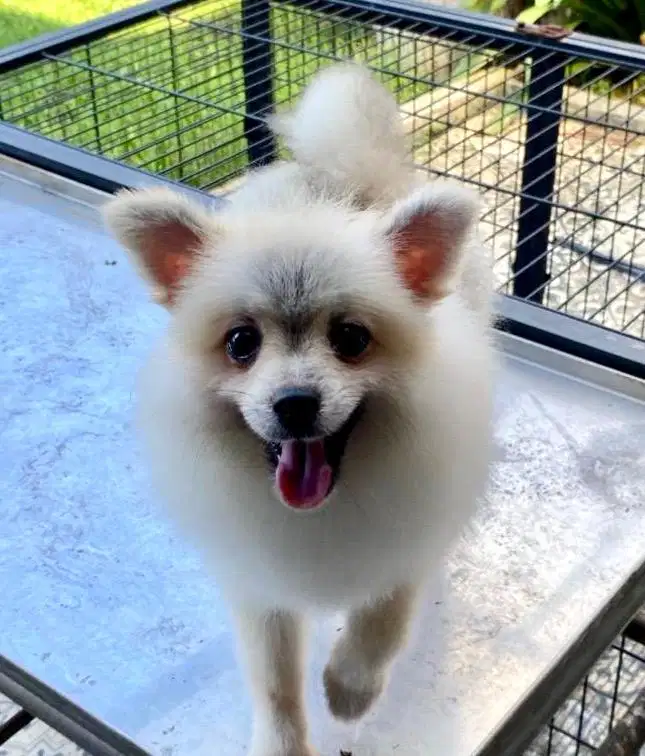 anjing minipom pomeranian calon indukan