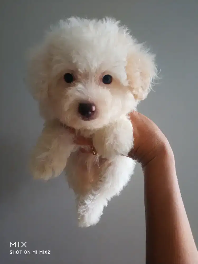 Poodle Party Jantan