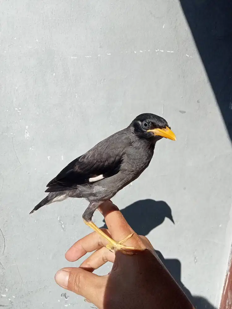Jalak kebo jinak mandiri