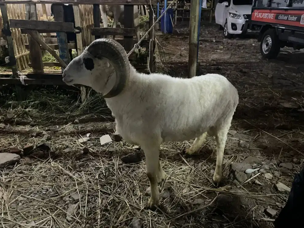 domba qurban rqs