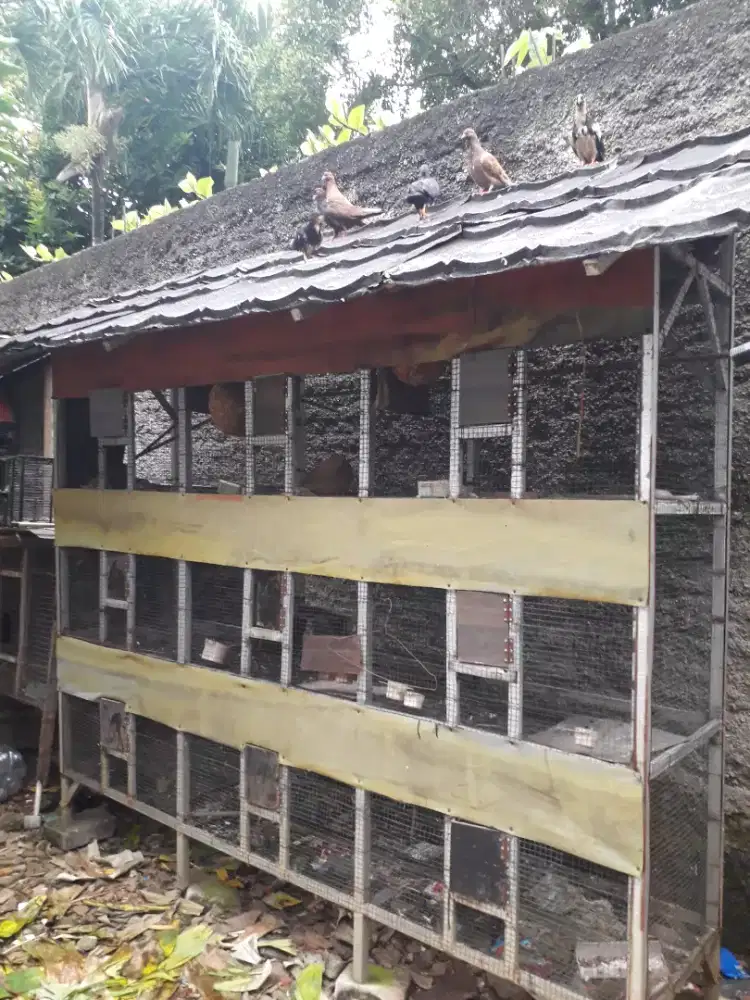 Kandang burung atau ternak 9 lobang murah jual cpat bisa barter hp dll
