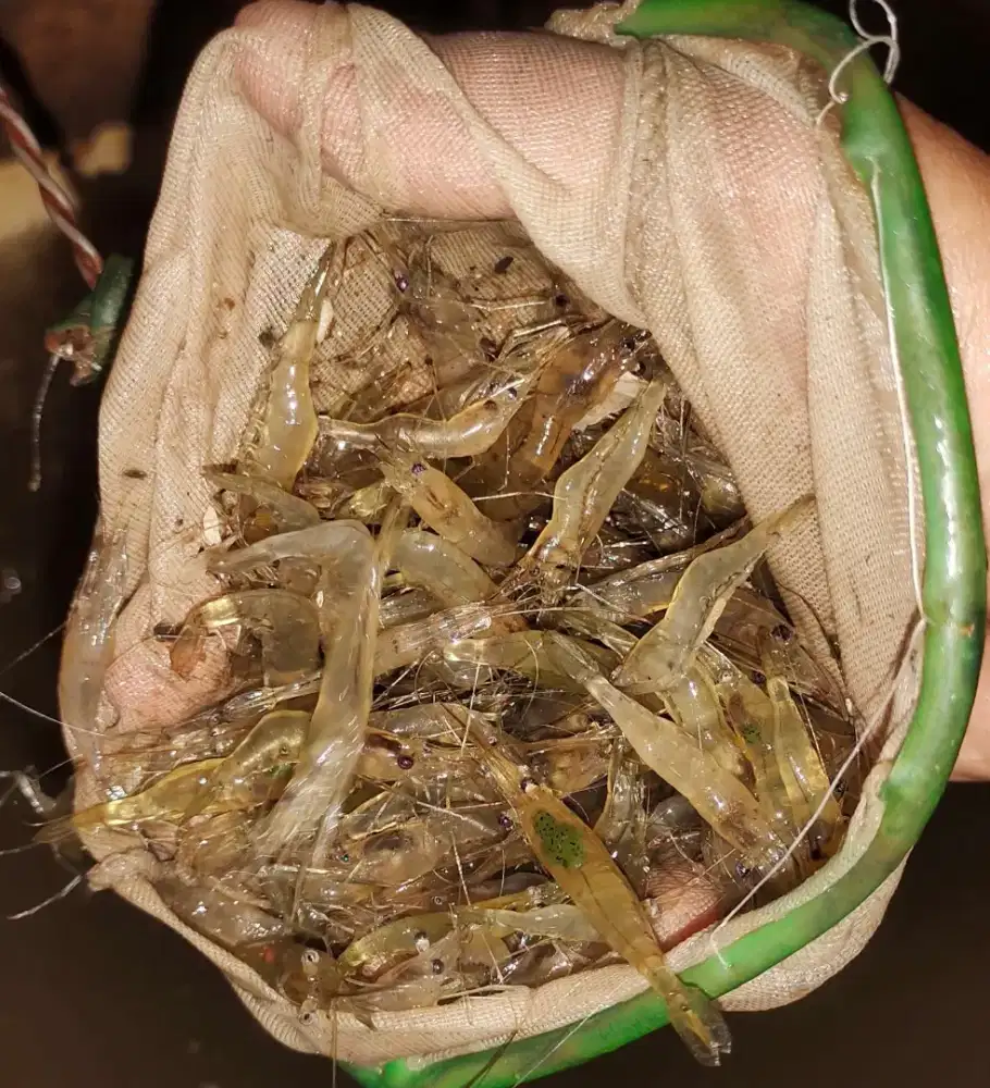 Udang kaca/ pakan ikan