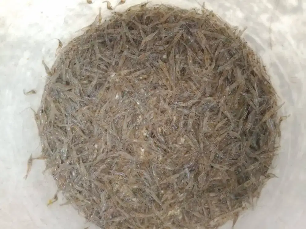 Pakan ikan predator/ umpan pancing
