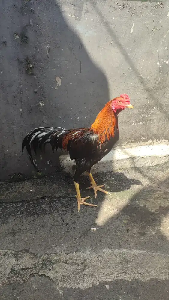 Ayam Bangkok Peranakan