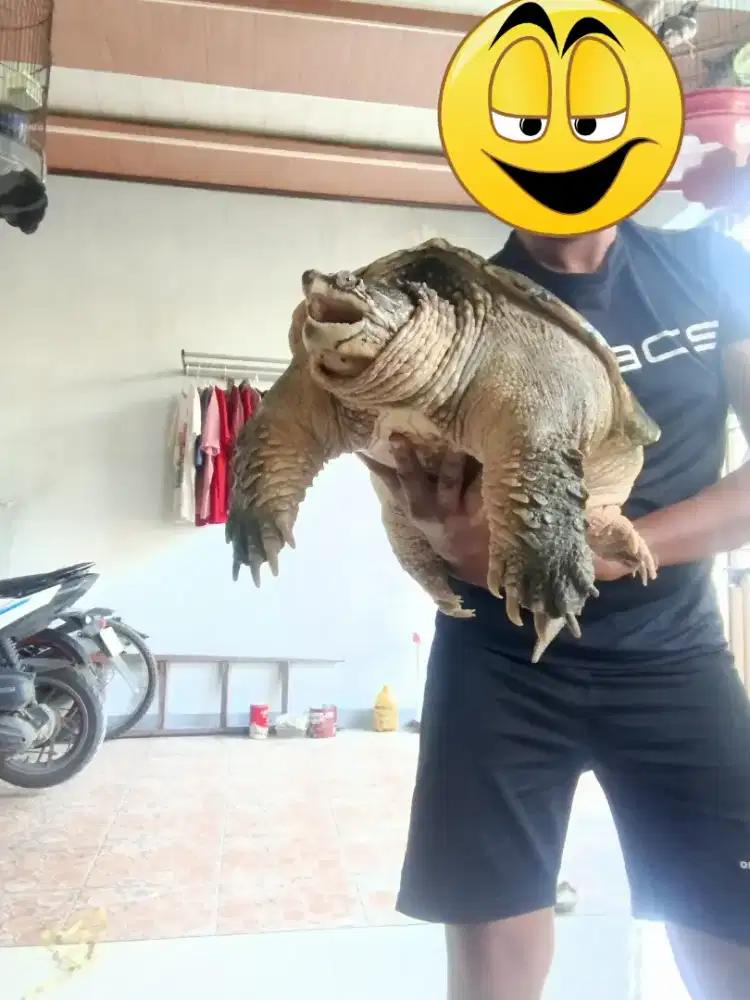 Kura kura commond snaping turtle