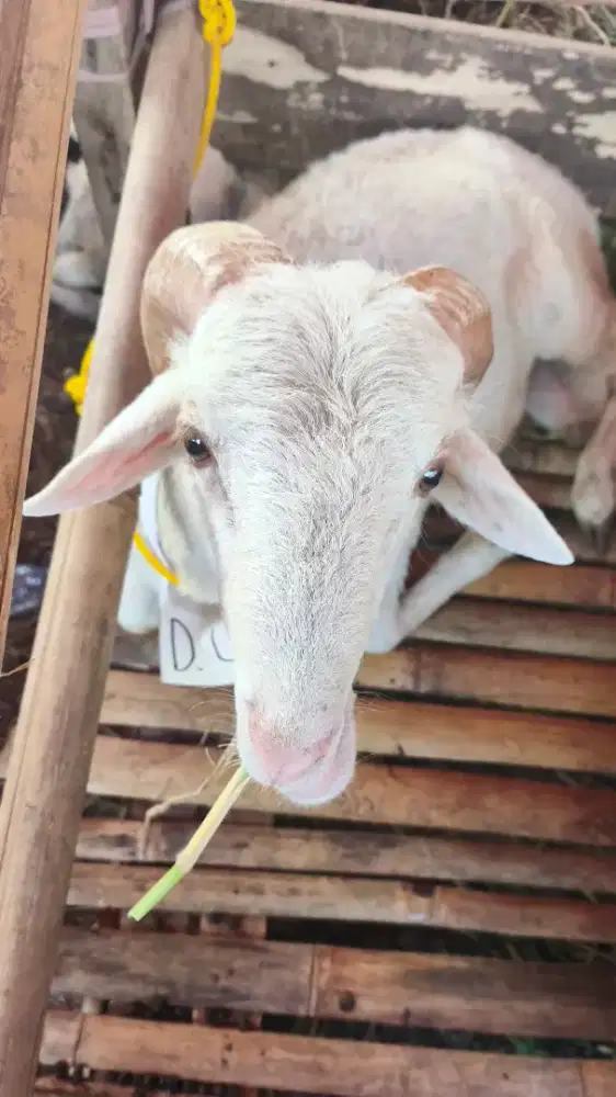 DOMBA QURBAN SEHAT BERGARANSI