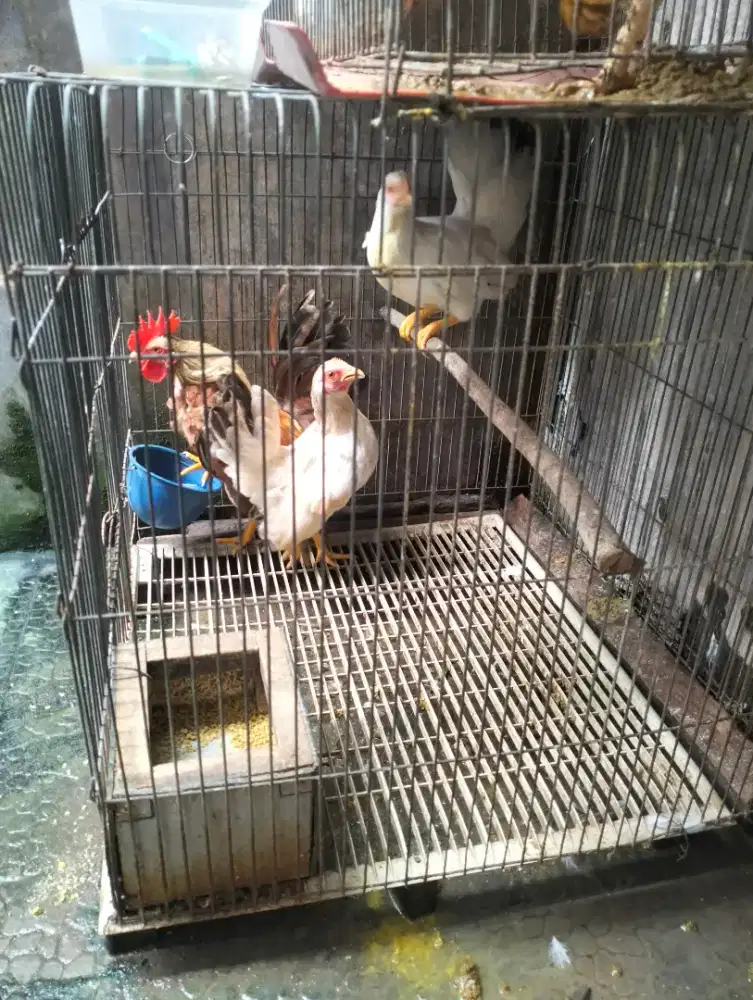 Ayam kate 3ekor