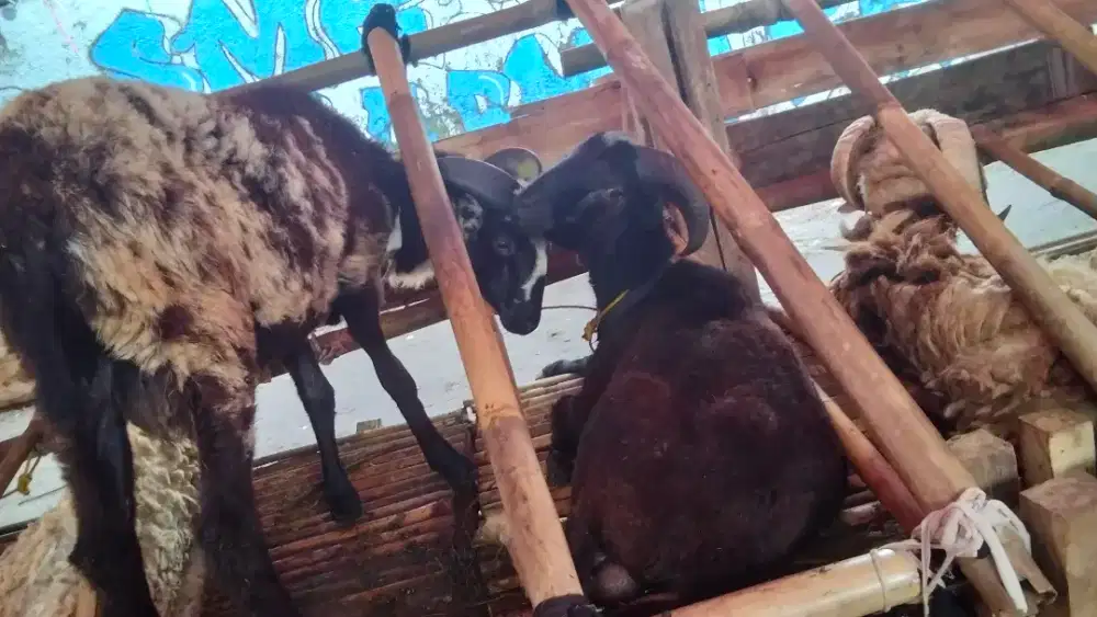 FLASH SALE DOMBA QURBAN BANDUNG