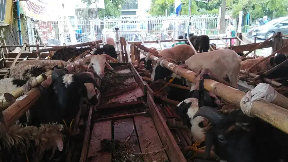 DOMBA QURBAN SUPER SEHAT BEBAS ONGKIR