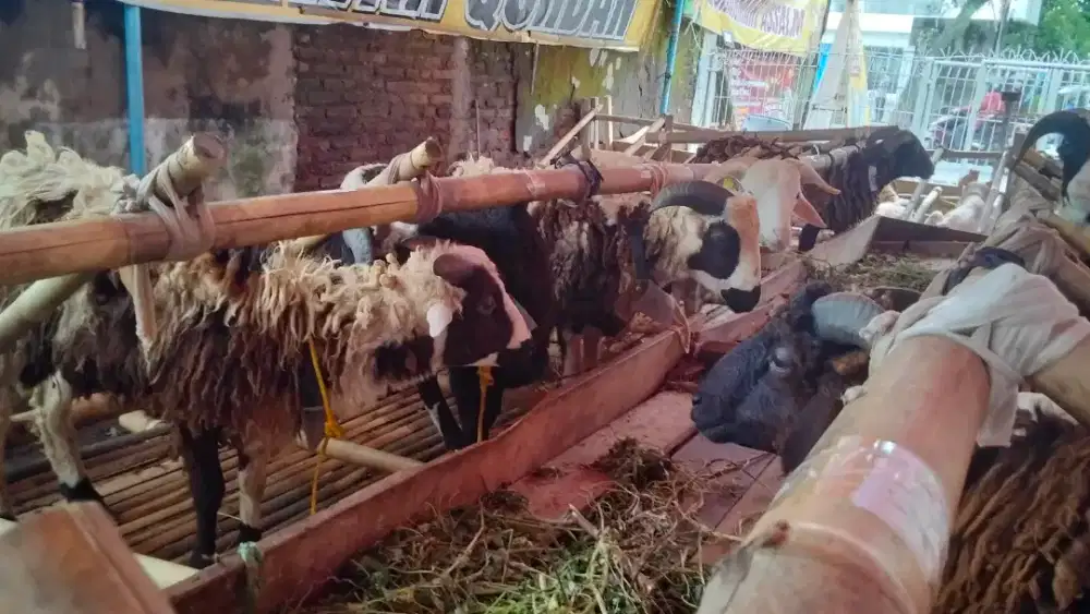 BELI SEKARANG DOMBA QURBAN MURAH MERIAH