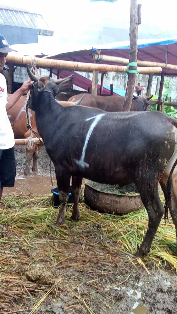 SAPI BALI BOBOT 250-300 Kg