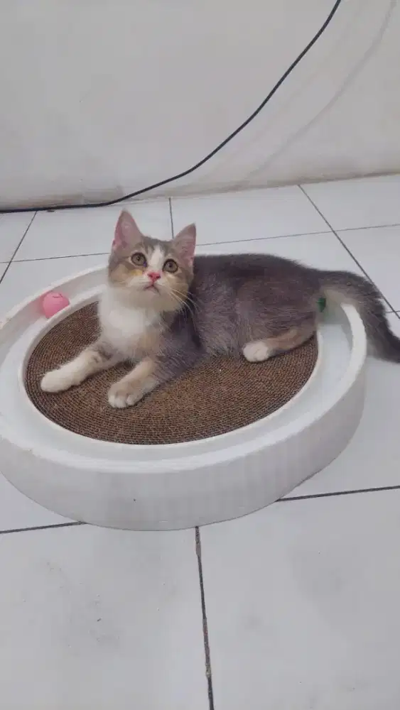 Bsh mix Persia peaknose