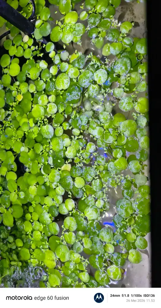 Tanaman Air Frogbit