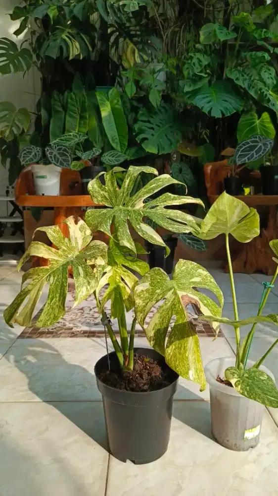 Monstera legacy diamon