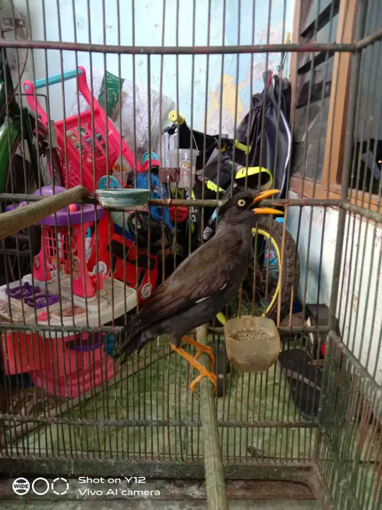 jual burung jalak kebo mata putih kotor udh makan pur total